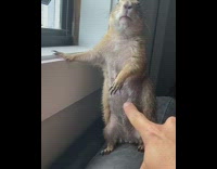 Guy pokes touches brown prairie dog animal 