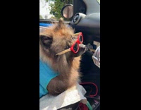 Dog gives side eye while wearing sunglasses