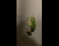 Dog see green frog on glass door