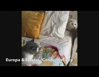 Two cats play with red feather toy 