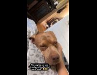 Collab Clips MPUGC - Woman teasing dog to go on walk