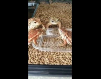 Frogs stare at frog that take worm first