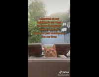 Orange cat outside of glass door looking in 