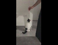 Black white cat stands red tassel