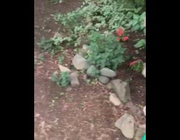 Golden retriever dog chases garden hose water