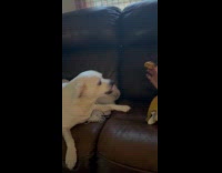 Dog on couch gets treats from woman