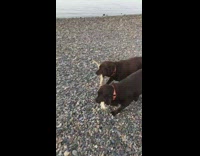 2 dogs hold a stick in their mouth