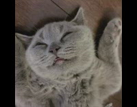 Grey cat play dead lay on floor