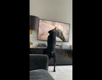 Black dog gets excited with ball on TV
