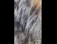 Guy touches emu foot