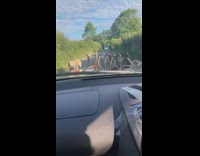 Collab BitchMP - Huge group of dogs in middle of road