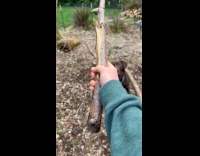 Dog barks at owner tries reaching stick