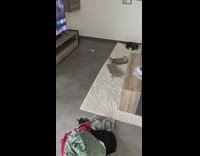 Pet cat fetches toy and then jumps inside the laundry