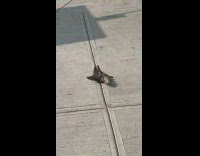 Collab winy - Woman confused if two birds fight or mate