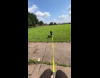 Woman throws treats for dog to find