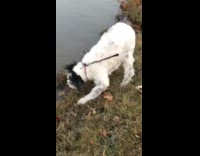Dog rolls around almost falls in pond