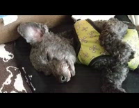 grey dog yellow dog bone harness laying on back