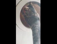 Cat watches white laundry machine spin clothes 