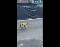 Guy walks yellow robot dog down pt. 6
