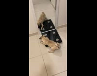 Pug dog white mirror black weight scale