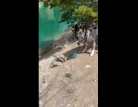 Dog chases ball down river and climbs back up