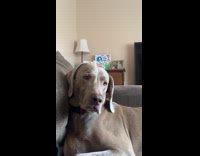 Sleepy dog on couch stares at owner