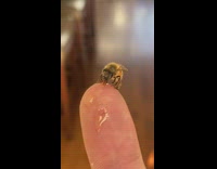 Small bee eats the honey on the finger