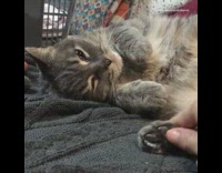 Guy rubs paw cat falls asleep 