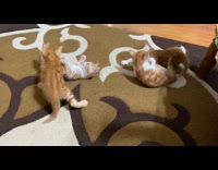 Collab PLC - Orange kittens play lay on the carpet
