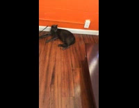 husky puppy growling at black cat under table