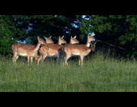 Collab AnimalIG - Group of deer on grass field wildlife