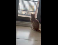 Collab PLC - Cat wag tail look at pigeon on balcony