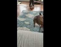 Dog barks at cardboard cut out of boy 