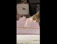 Collab Clips mpugc - Cat playing with paper and rubberband