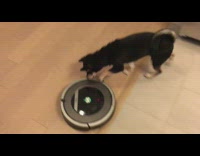black dog chasing moving vacuum cleaner 