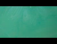 Sea Walnut underwater view at Adriatic Sea