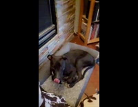 Dog extends tongue and and winks at camera