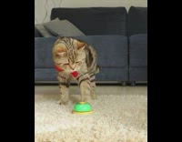 Cat red bowtie rings bell for treat
