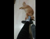 Brown cat bites foot guy blue socks