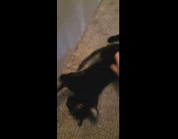 Guy pets black three legged cat 