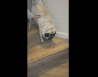 Pug learn to go down the stairs
