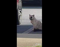 White cat with black star patch of fur on face