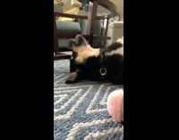 Dog rubs back against rug champagne toy 