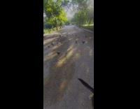 Chickens follow dog on walk at park 
