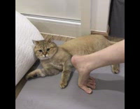 Girl exercises yoga mat brown cat watches