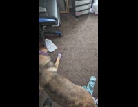 Dog wear paw socks inside the bedroom