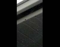 Spider spins web on top of bus train 