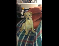 Brown puppy dog paw shake green bed 