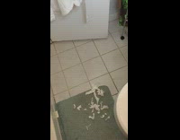 Brown chihuahua named Rocko hides behind door and gets in trouble for chewing toilet paper