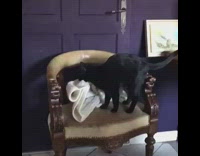 Cat jumps down from chair with towel